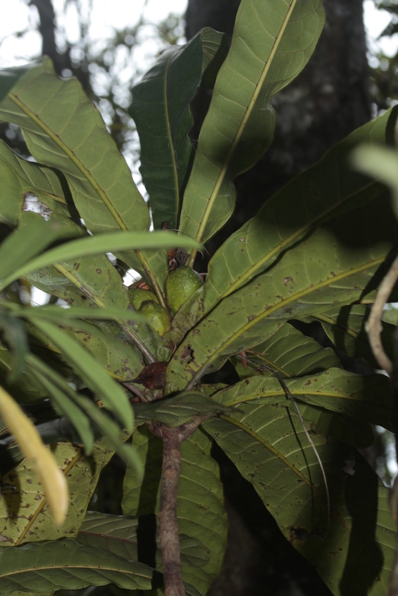 Ficus otophoroides