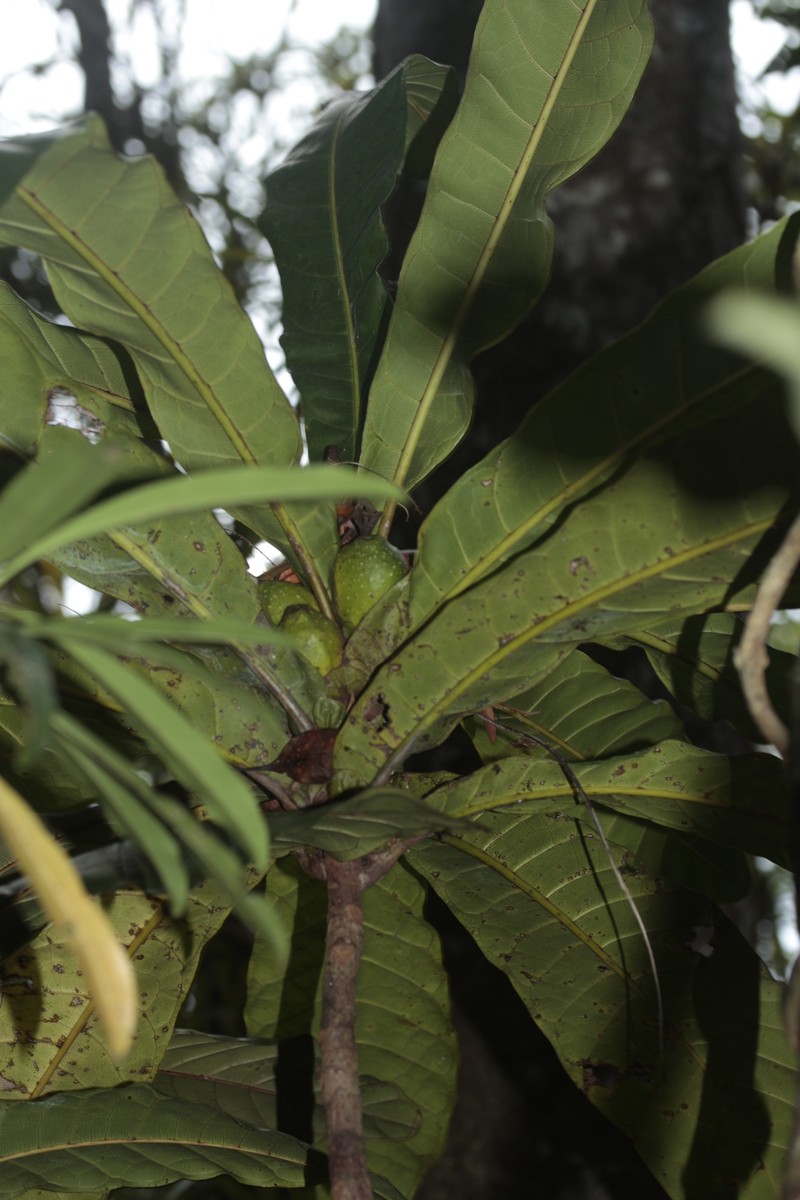 Ficus otophoroides photo 2