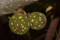 Ficus ottoniifolia