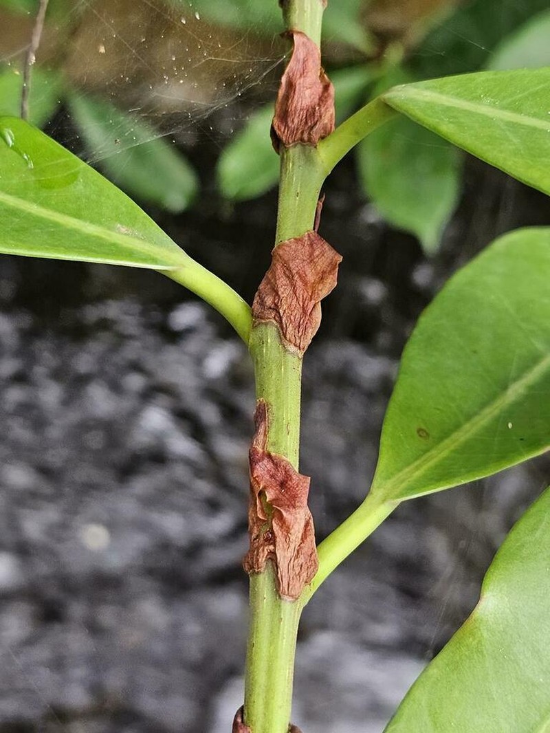 Ficus ottoniifolia photo 3