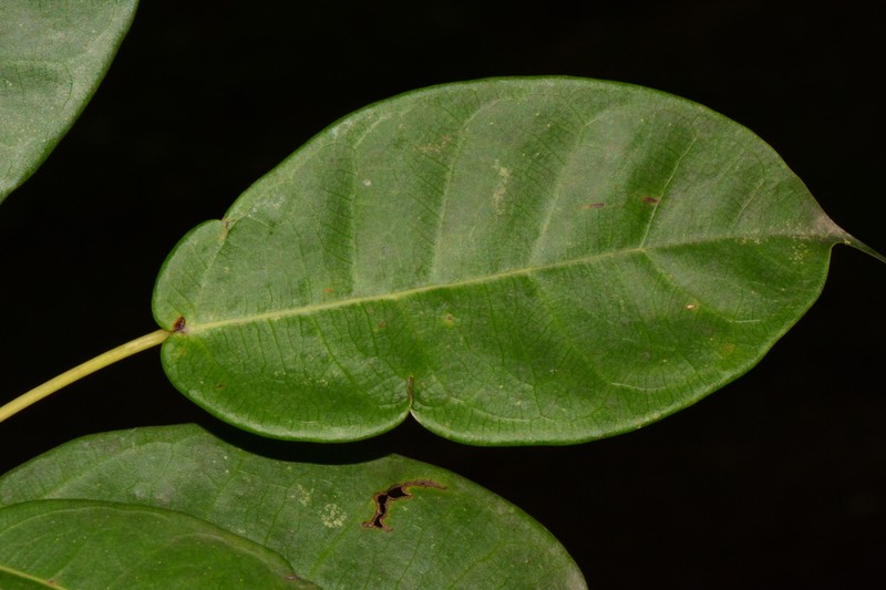 Ficus ottoniifolia photo 4