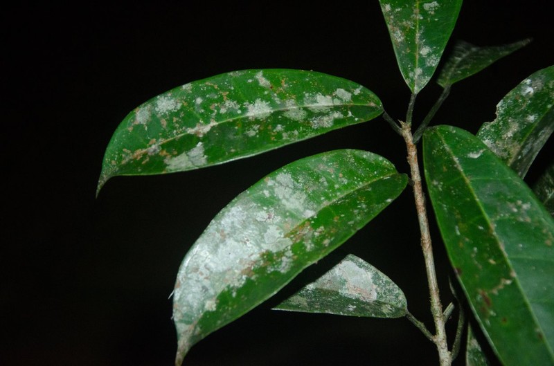 Ficus ottoniifolia photo 5