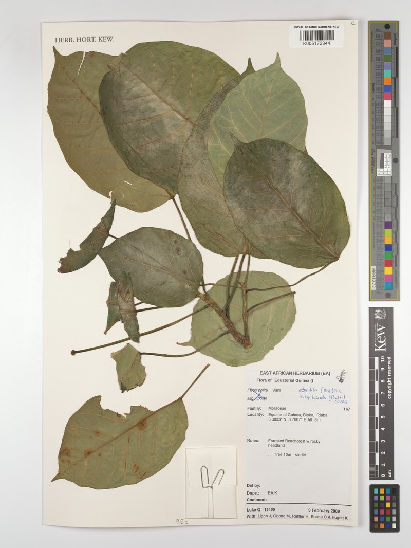 Ficus ottoniifolia subsp. lucanda