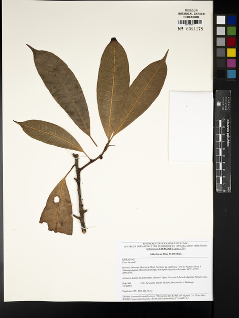 Ficus ottoniifolia subsp. lucanda photo 2