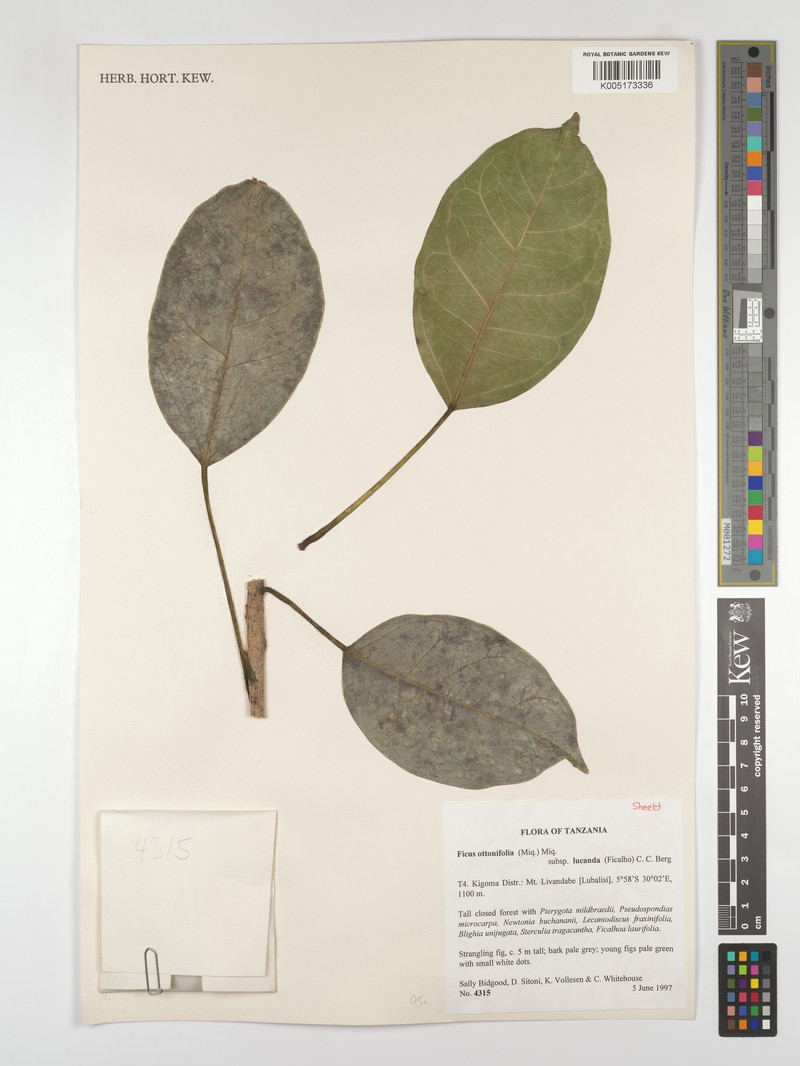 Ficus ottoniifolia subsp. lucanda photo 3