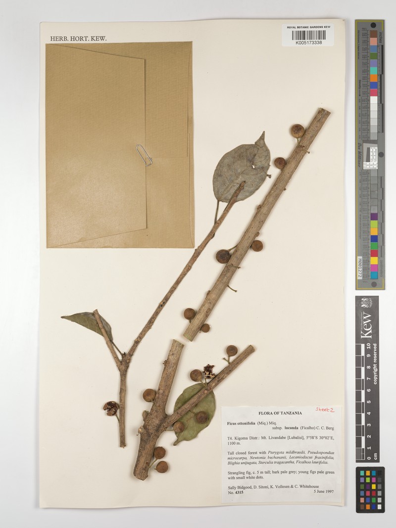 Ficus ottoniifolia subsp. lucanda photo 4