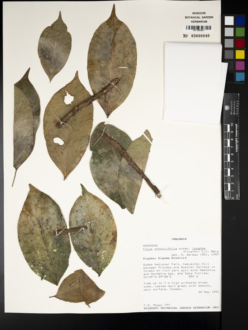 Ficus ottoniifolia subsp. lucanda photo 5
