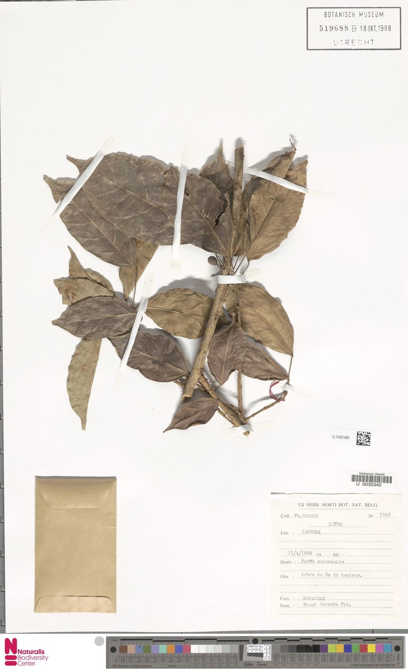 Ficus ottoniifolia subsp. lucanda photo 6