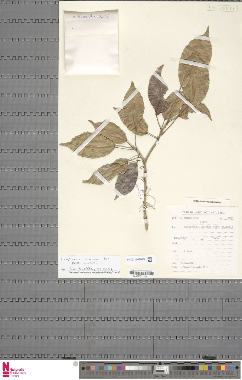 Ficus ottoniifolia subsp. lucanda photo 7