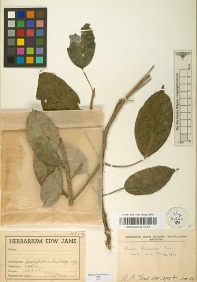 Ficus ottoniifolia subsp. lucanda photo 8