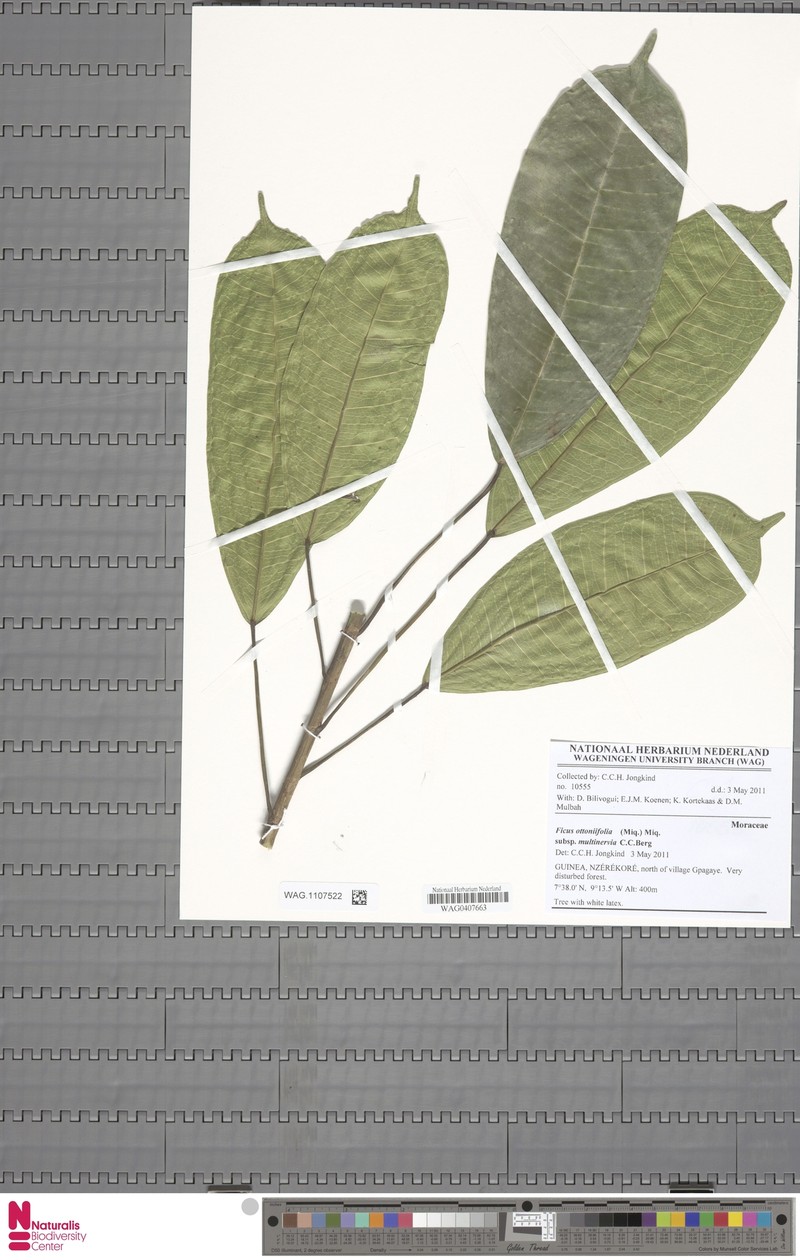 Ficus ottoniifolia subsp. multinervia