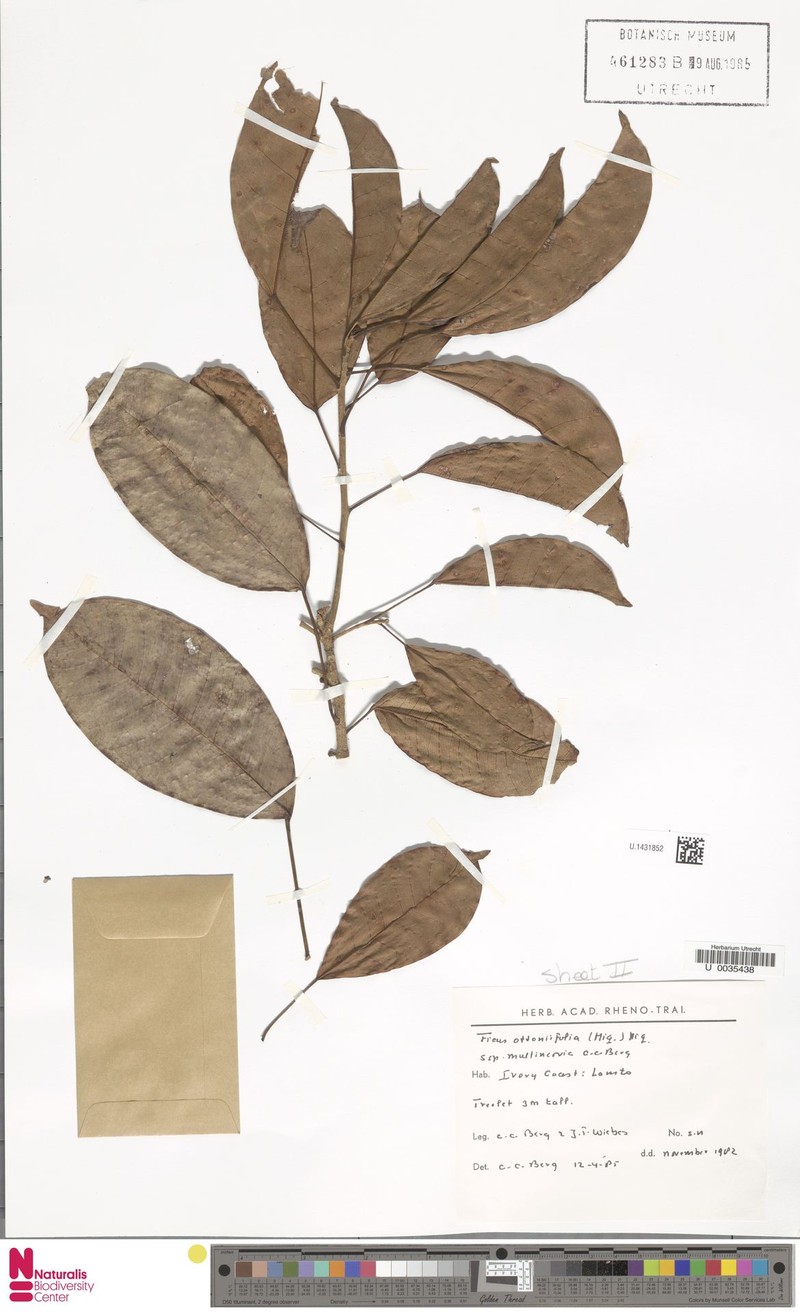 Ficus ottoniifolia subsp. multinervia photo 2