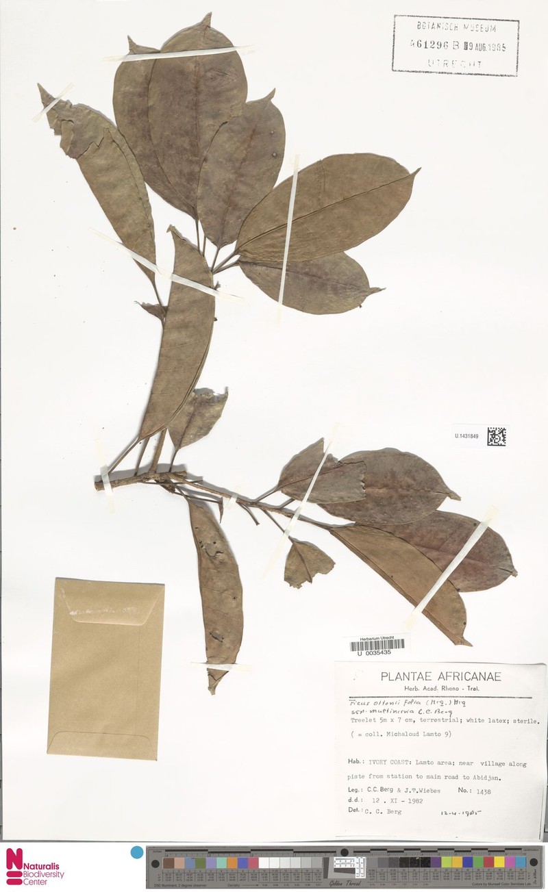 Ficus ottoniifolia subsp. multinervia photo 3