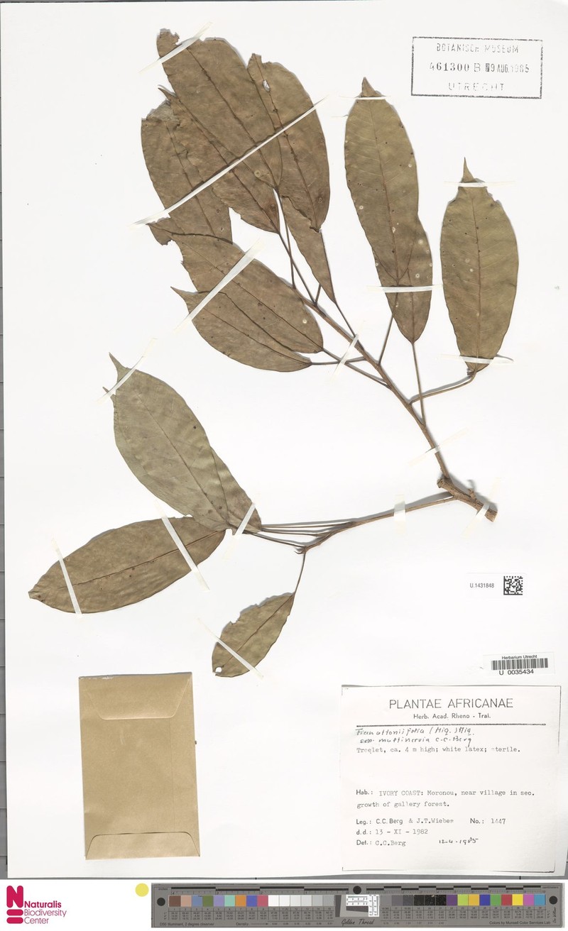 Ficus ottoniifolia subsp. multinervia photo 4