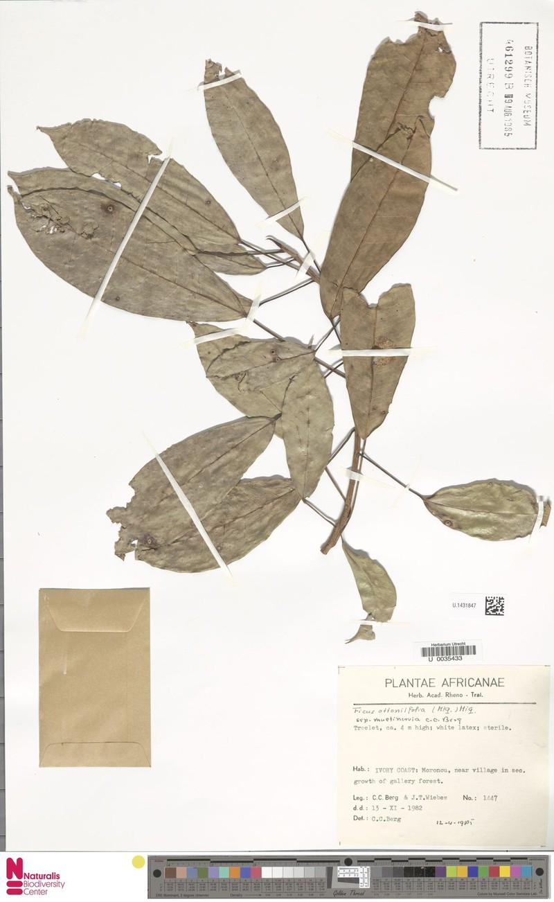 Ficus ottoniifolia subsp. multinervia photo 5