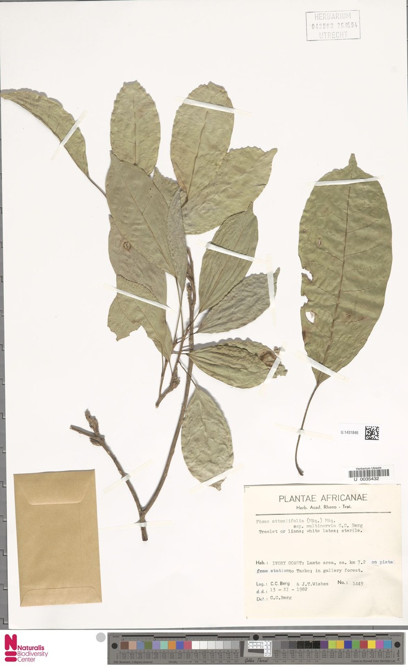 Ficus ottoniifolia subsp. multinervia photo 6