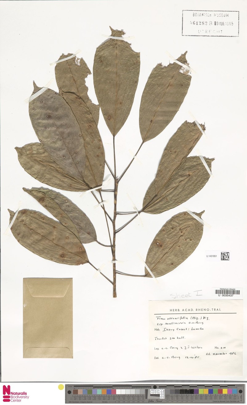 Ficus ottoniifolia subsp. multinervia photo 7