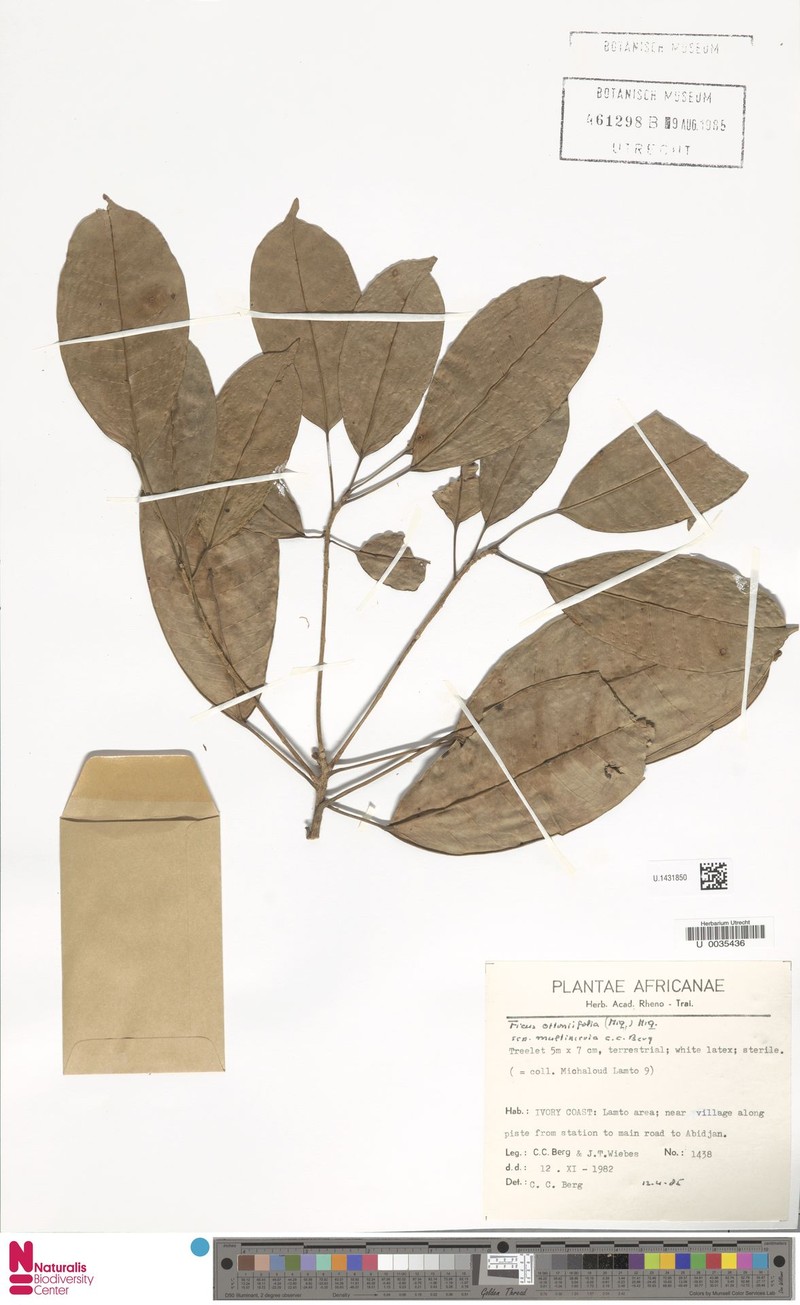Ficus ottoniifolia subsp. multinervia photo 8