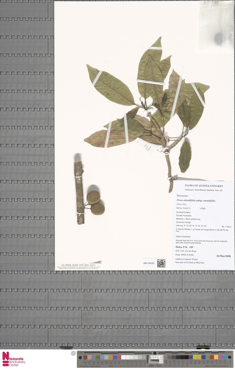 Ficus ottoniifolia subsp. ottoniifolia