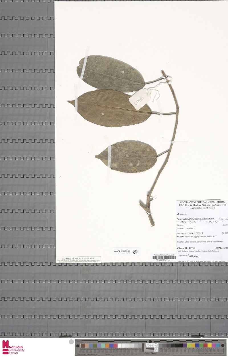 Ficus ottoniifolia subsp. ottoniifolia photo 2