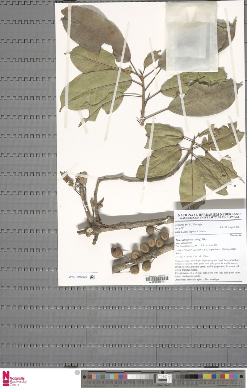 Ficus ottoniifolia subsp. ottoniifolia photo 3