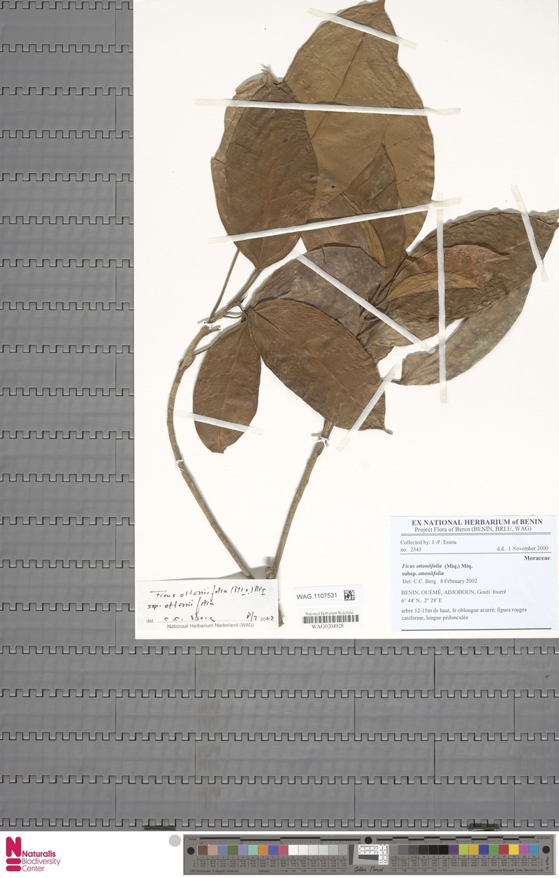 Ficus ottoniifolia subsp. ottoniifolia photo 4