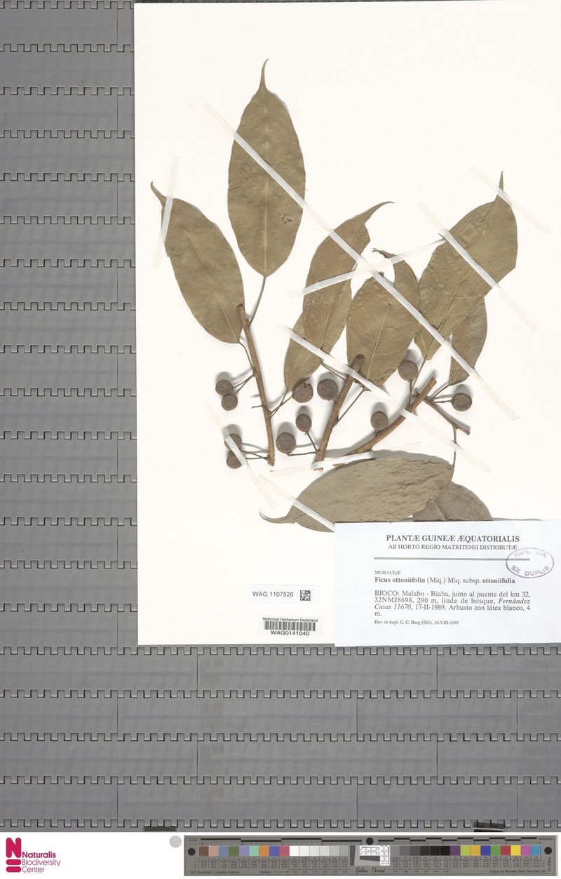 Ficus ottoniifolia subsp. ottoniifolia photo 5