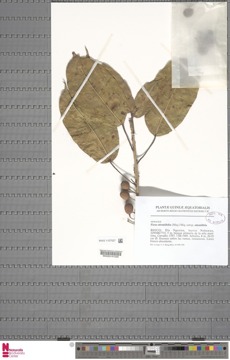 Ficus ottoniifolia subsp. ottoniifolia photo 6