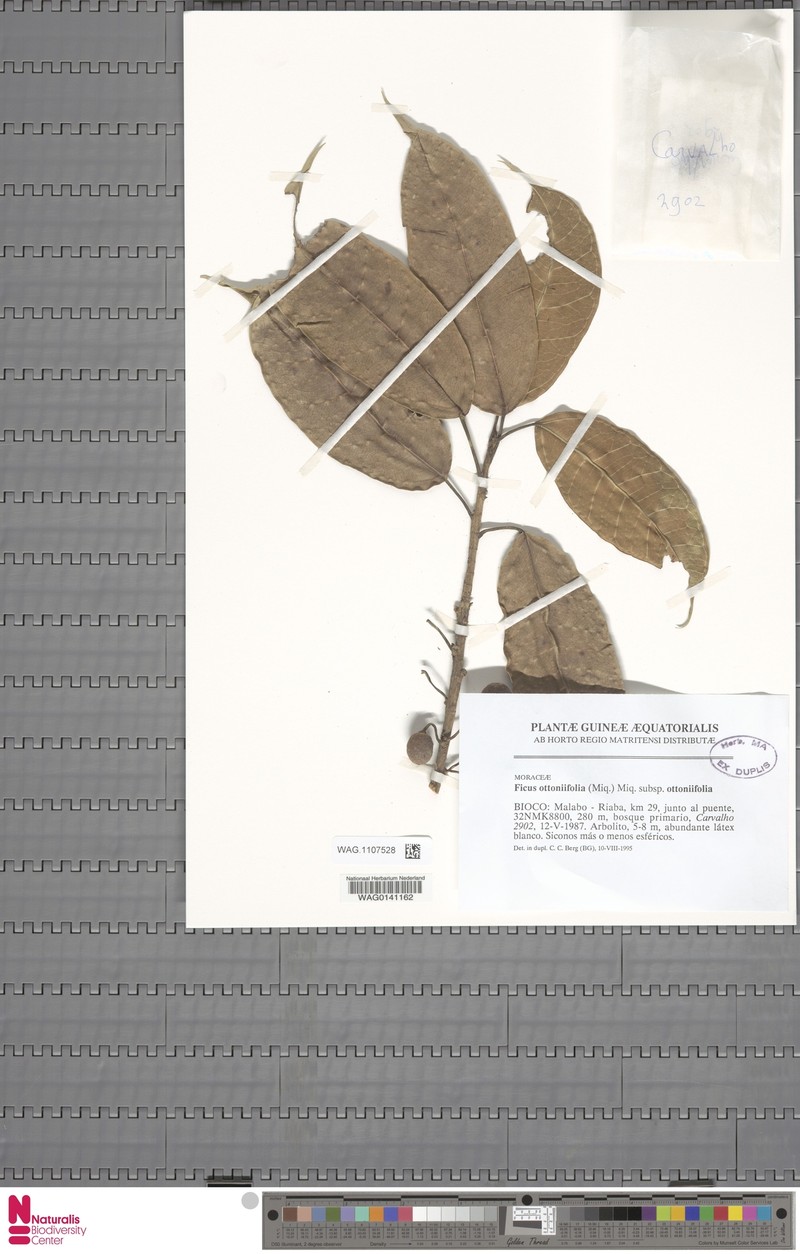 Ficus ottoniifolia subsp. ottoniifolia photo 7