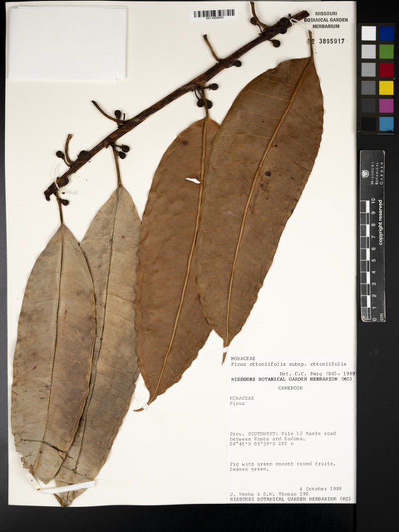 Ficus ottoniifolia subsp. ottoniifolia photo 8