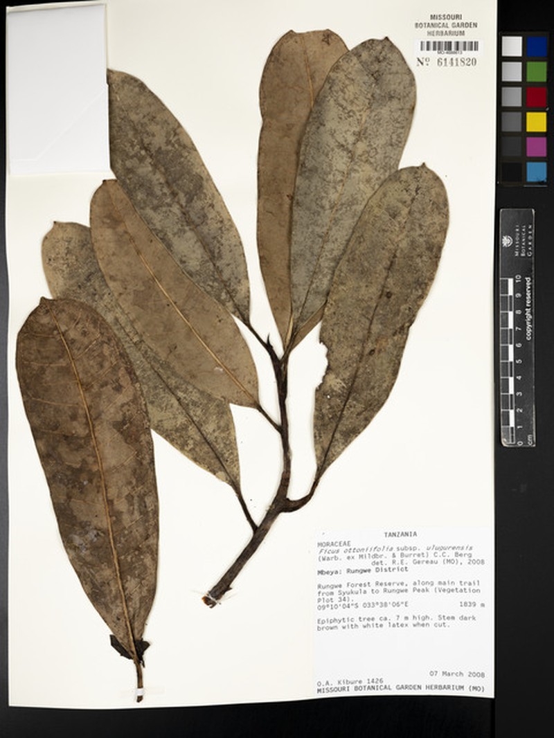 Ficus ottoniifolia subsp. ulugurensis