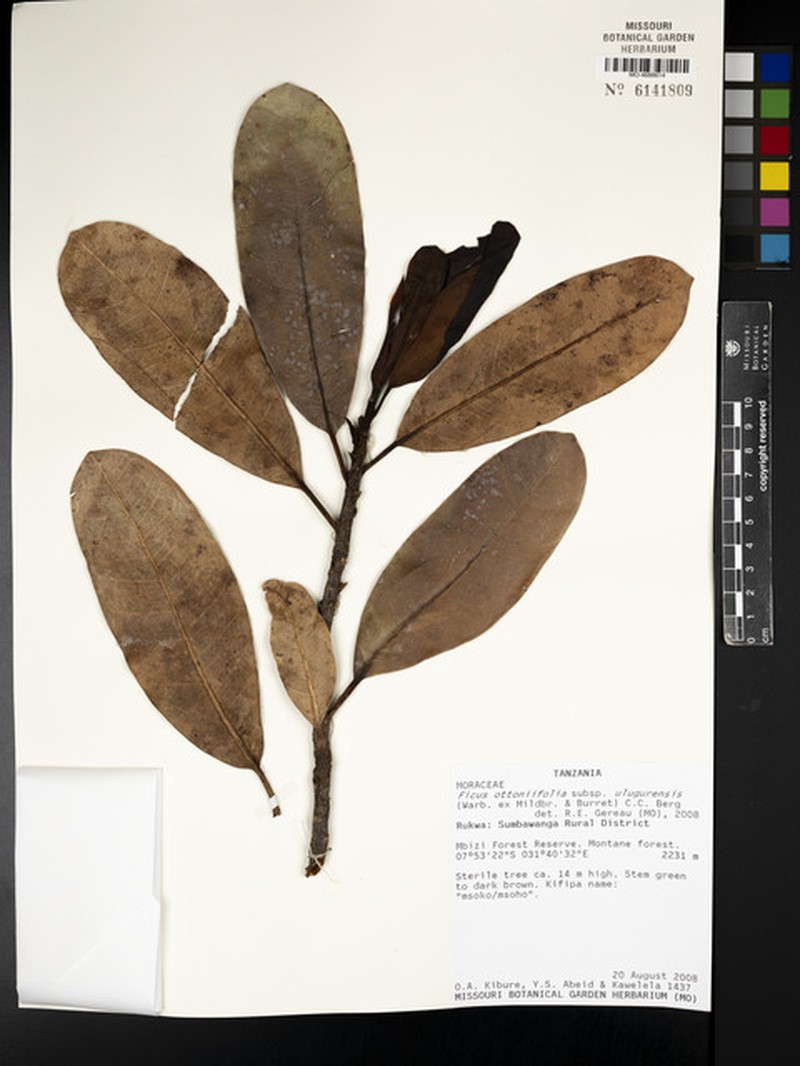 Ficus ottoniifolia subsp. ulugurensis photo 2