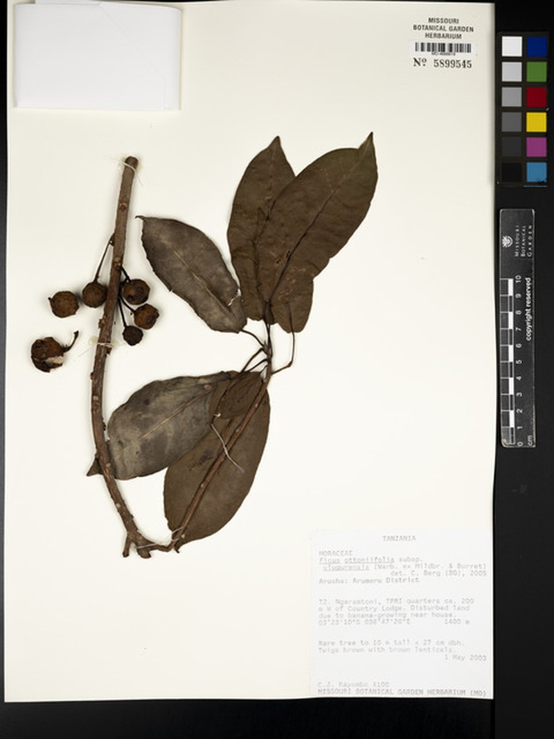 Ficus ottoniifolia subsp. ulugurensis photo 3