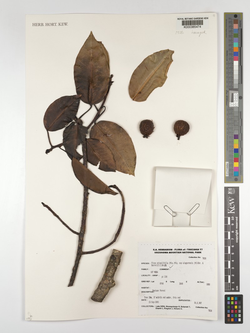 Ficus ottoniifolia subsp. ulugurensis photo 4