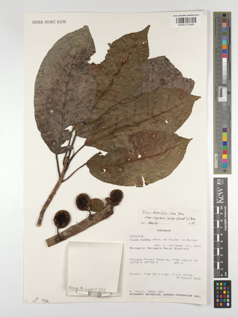 Ficus ottoniifolia subsp. ulugurensis photo 5