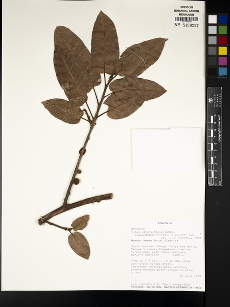 Ficus ottoniifolia subsp. ulugurensis photo 6