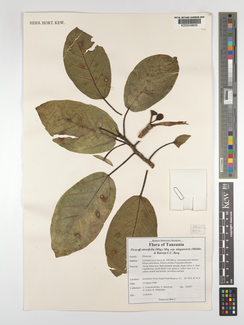 Ficus ottoniifolia subsp. ulugurensis photo 7