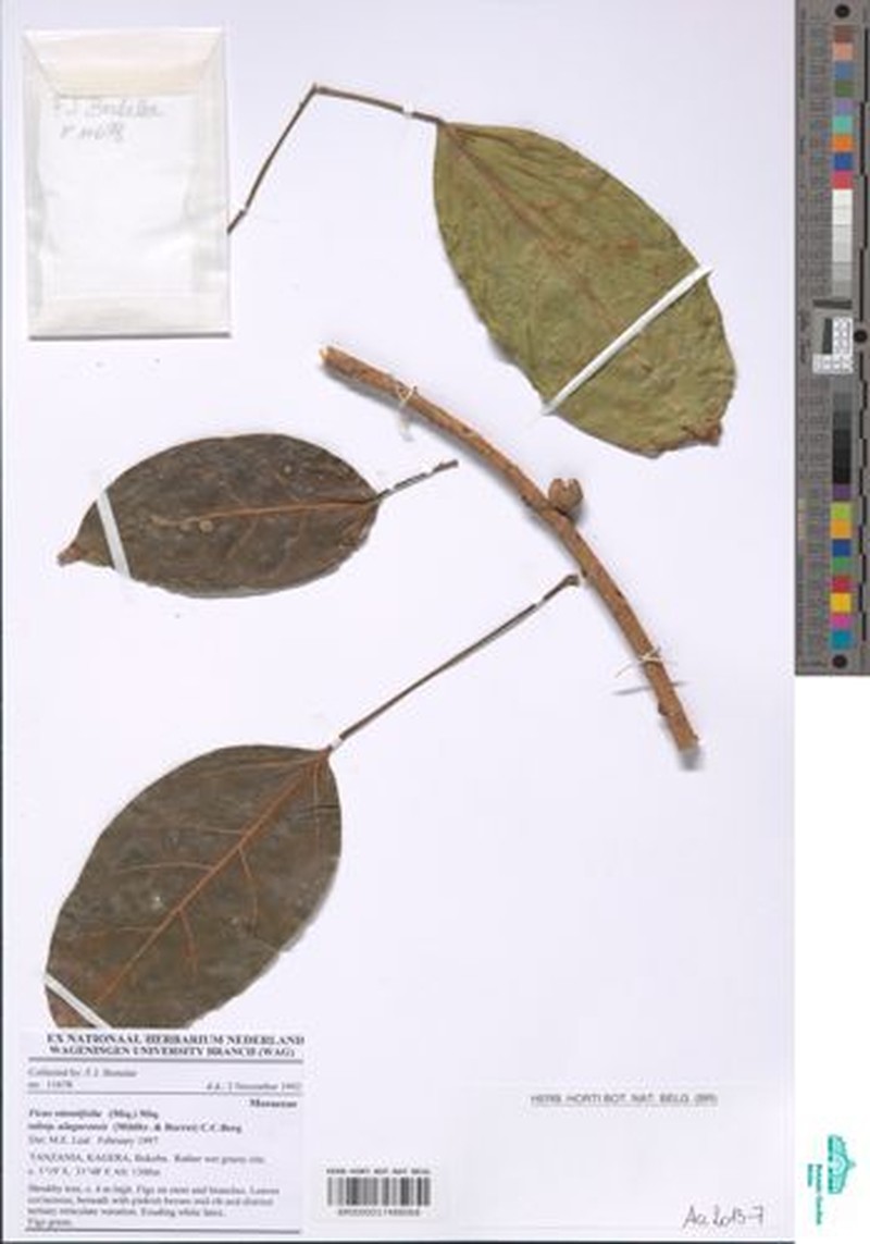 Ficus ottoniifolia subsp. ulugurensis photo 8