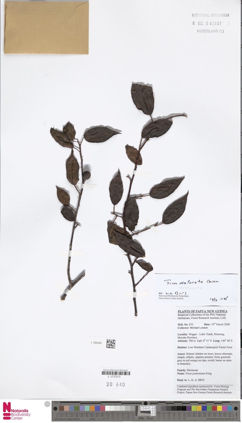 Ficus ovatacuta