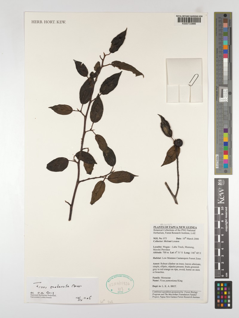 Ficus ovatacuta photo 2