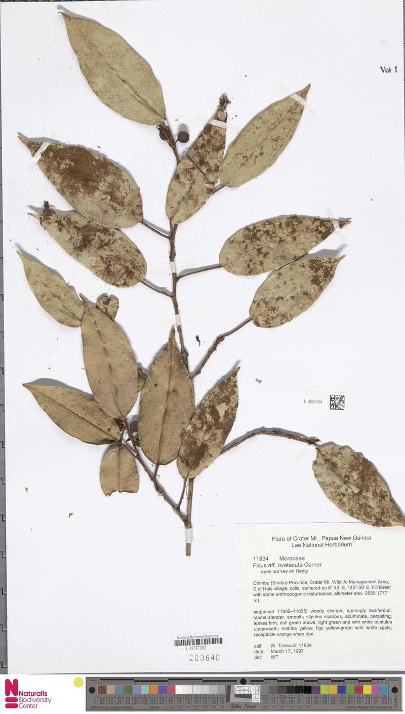 Ficus ovatacuta photo 3