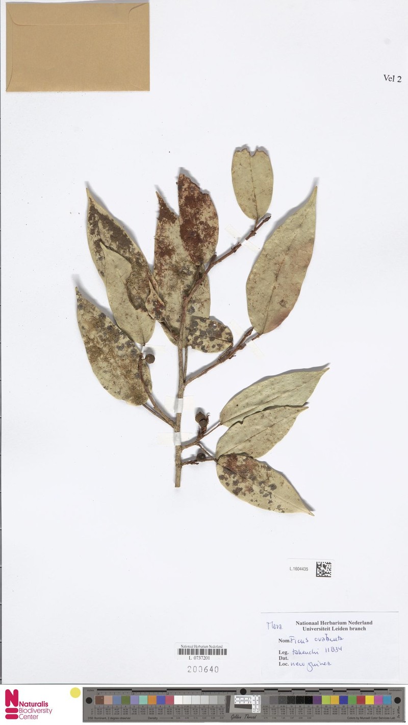 Ficus ovatacuta photo 4