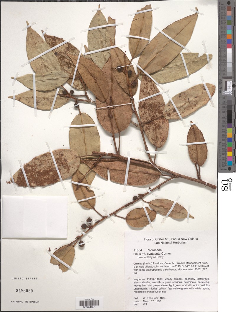 Ficus ovatacuta photo 5