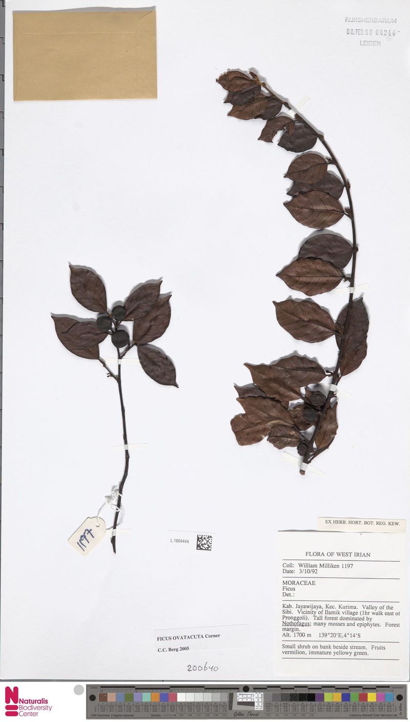 Ficus ovatacuta photo 6