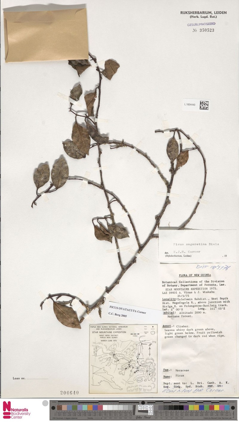 Ficus ovatacuta photo 7