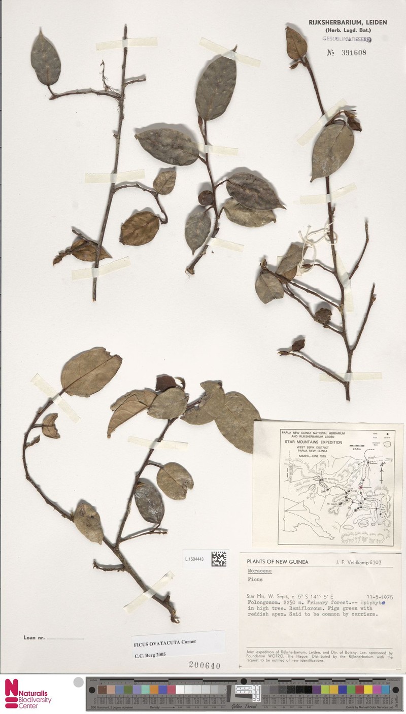 Ficus ovatacuta photo 8