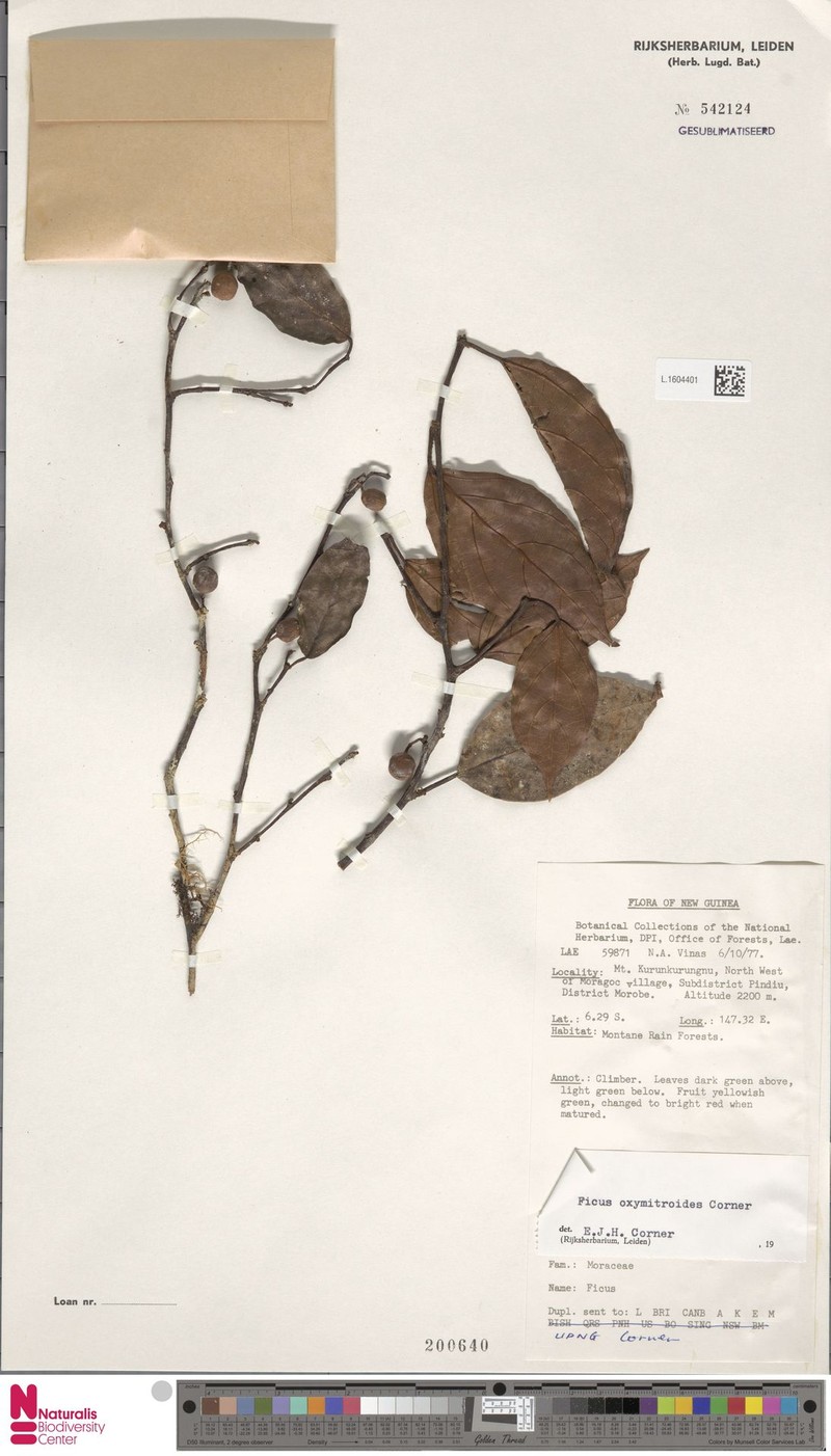 Ficus oxymitroides