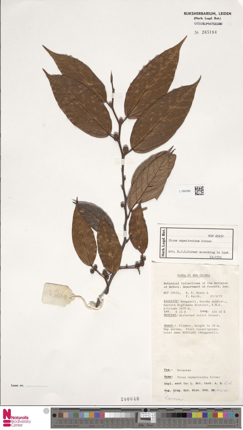 Ficus oxymitroides photo 2