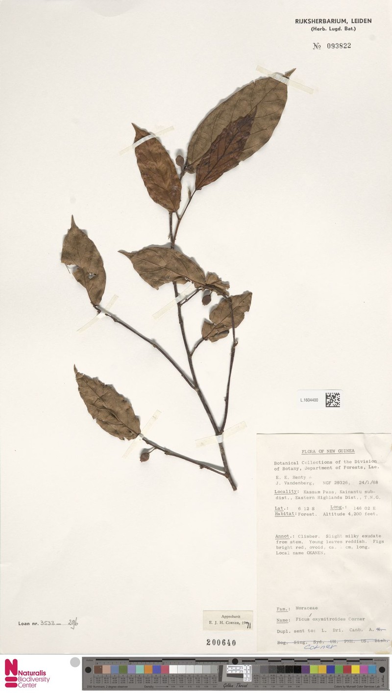 Ficus oxymitroides photo 3