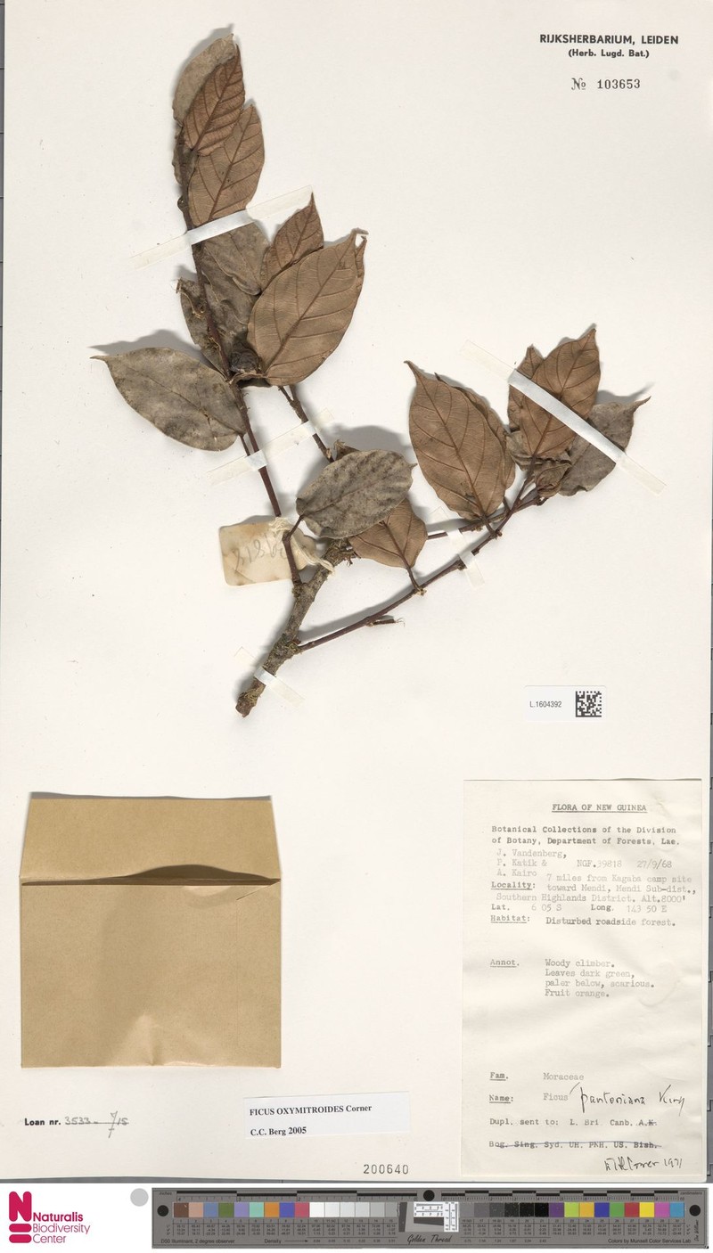 Ficus oxymitroides photo 4